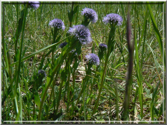 globulaire commune Globularia vulgaris.JPG